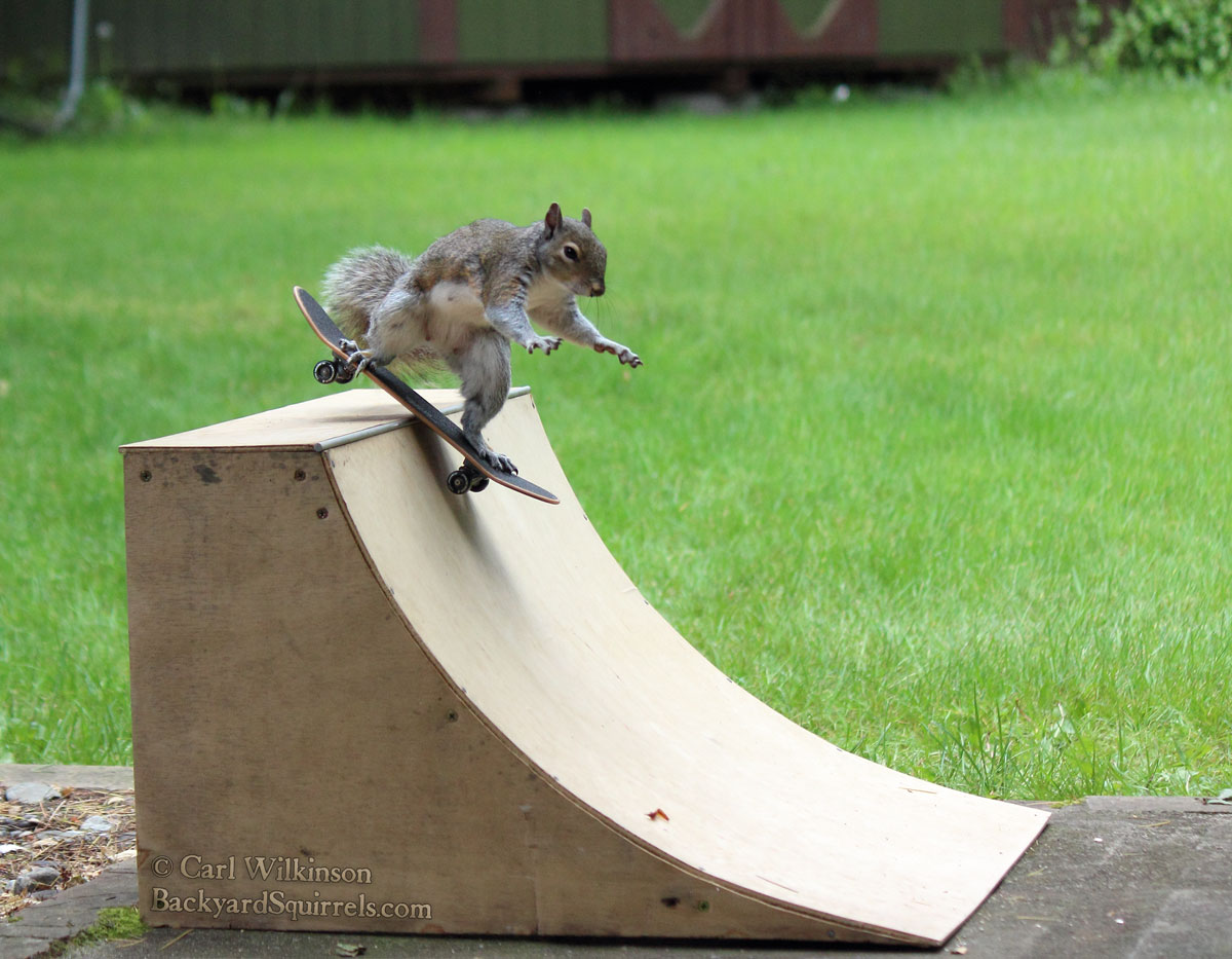 Squirrel photo 4