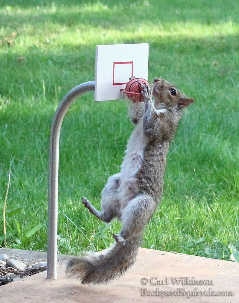 Squirrel photo 5