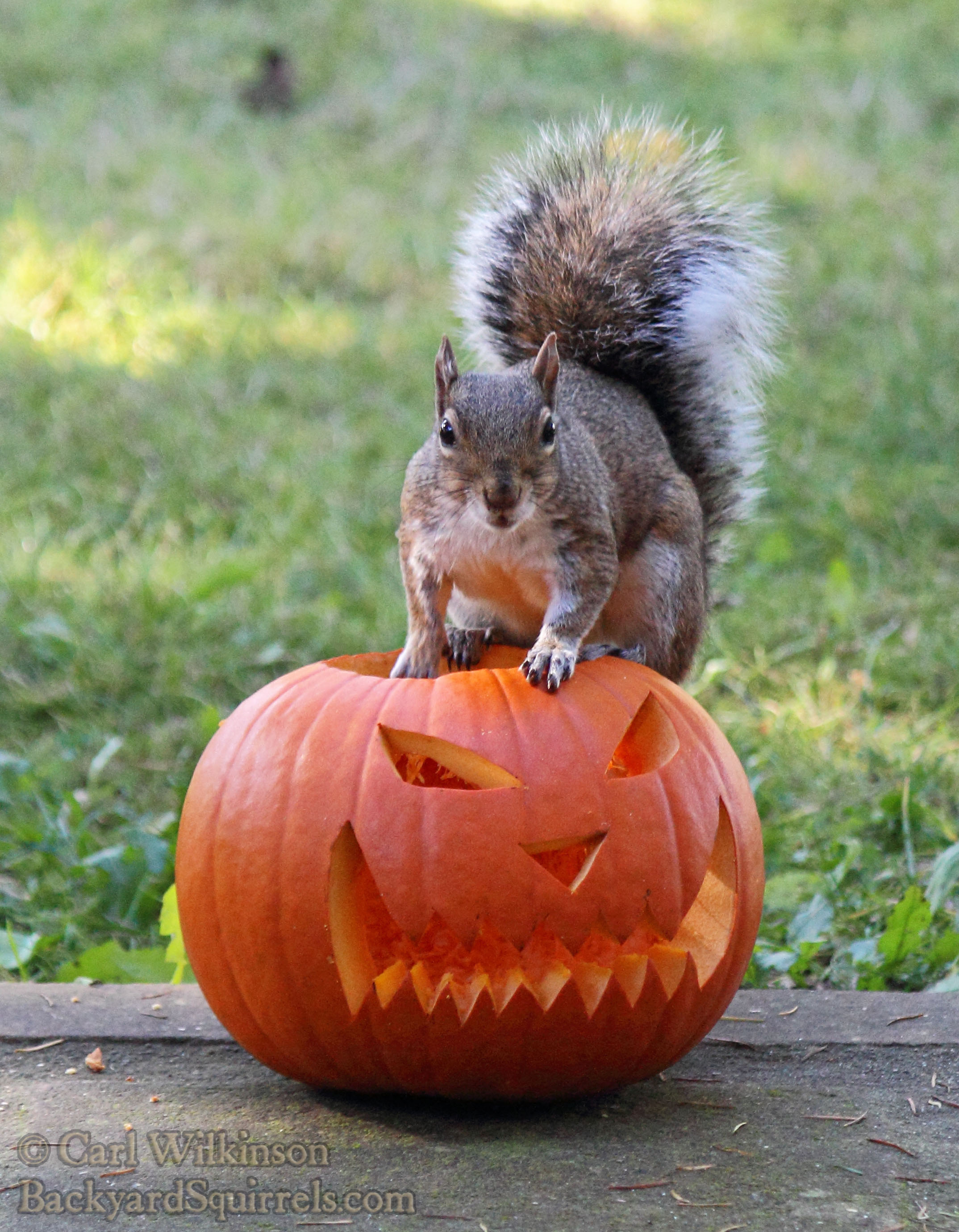 Squirrel photo 3