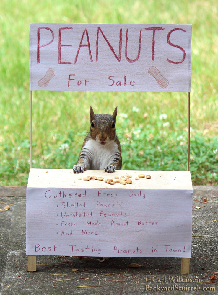 Squirrel photo 1