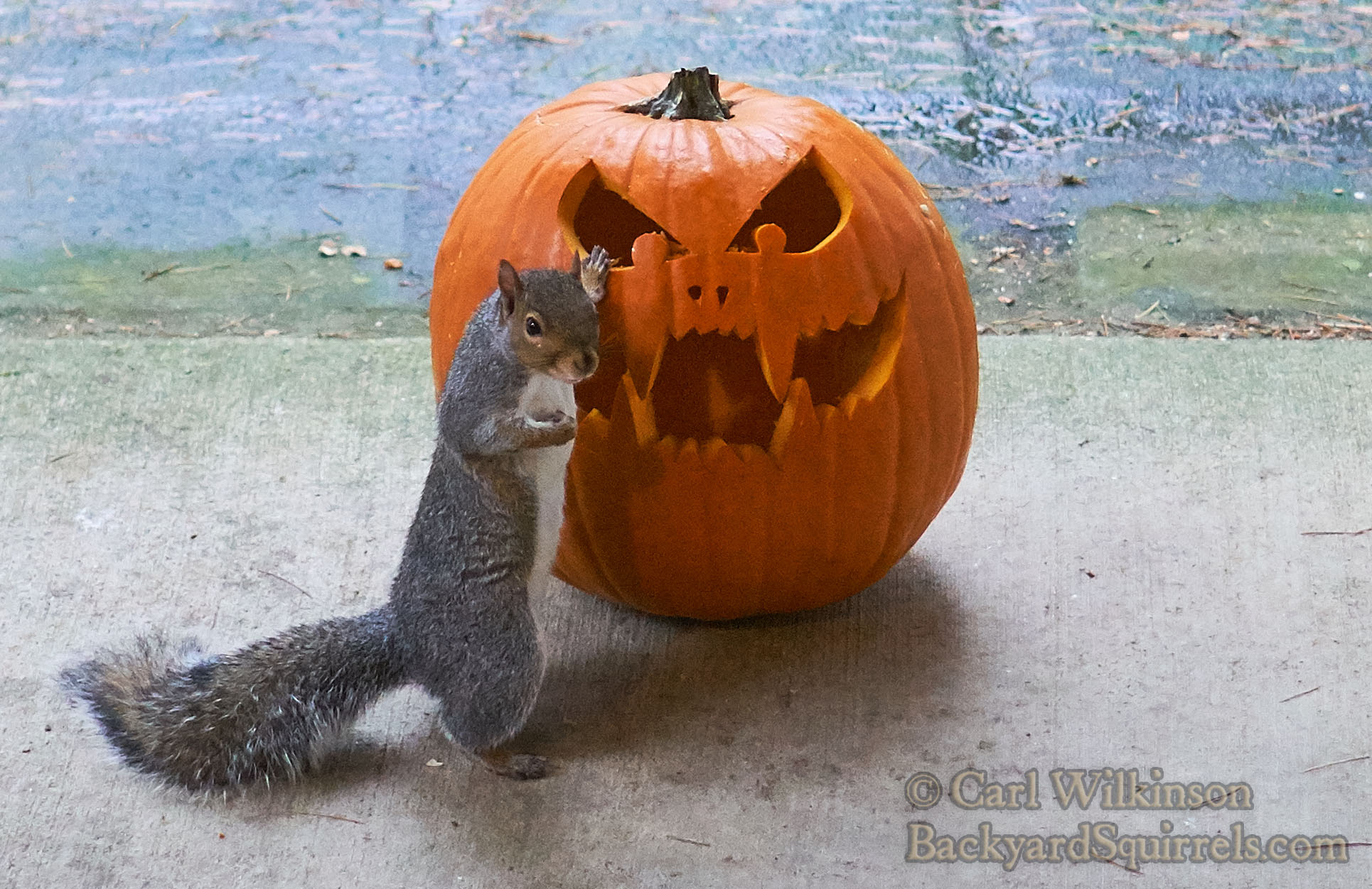 Squirrel photo 2