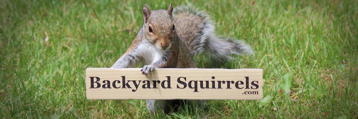 Backyard Squirrels