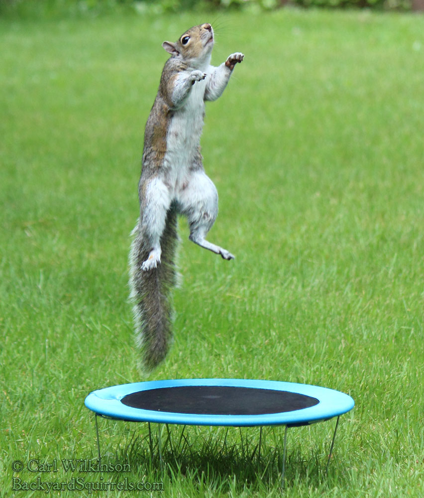 Squirrel photo 6